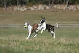 WHIPPET 335